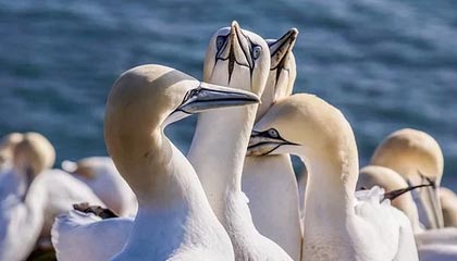 开云APP-呆呆太乙真人蹲草闪现控制四人，DRG收下中上辅打出零换三