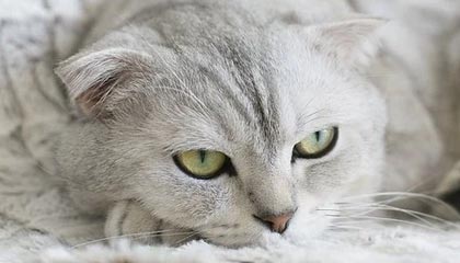 开云APP-呆呆太乙真人蹲草闪现控制四人，DRG收下中上辅打出零换三